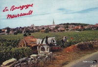 meursault 1960.jpg